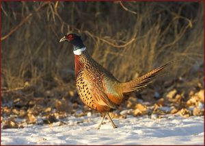 Pheasant