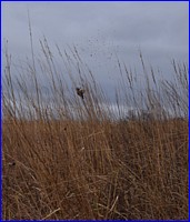 DSC_0547.JPG
