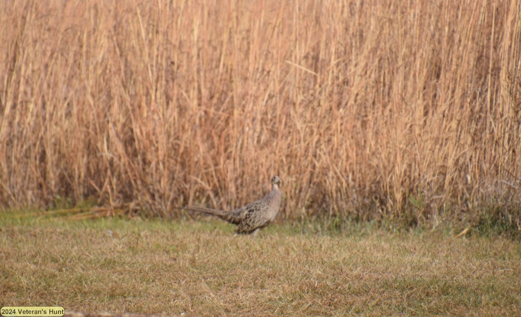 DSC_0741.JPG